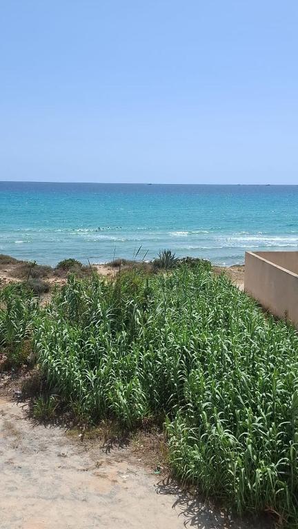 a patch of plants on a beach near the ocean at Résidence R in Ksour Essaf