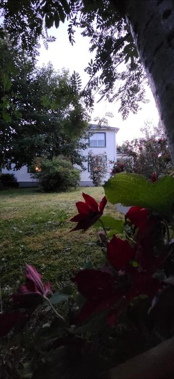eine rote Blume in einem Hof mit einem Haus im Hintergrund in der Unterkunft Tripp Inn in St. John's