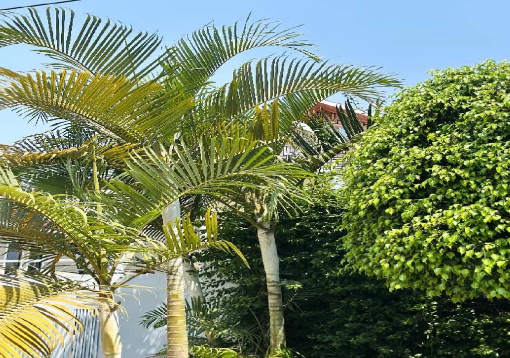 a group of palm trees in front of some bushes at KiGALI CITY COMFORT ACCOMMODATION in Kigali