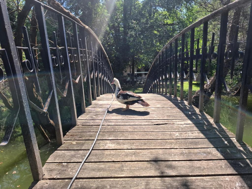 a duck walking across a bridge over a body of water at Igli Hotel in Lezhë