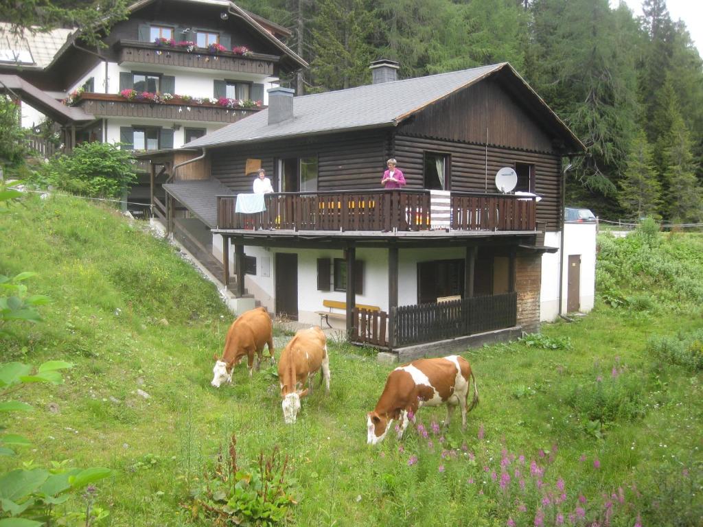 a group of cows grazing in the grass in front of a house at Haus Serena in Sonnenalpe Nassfeld