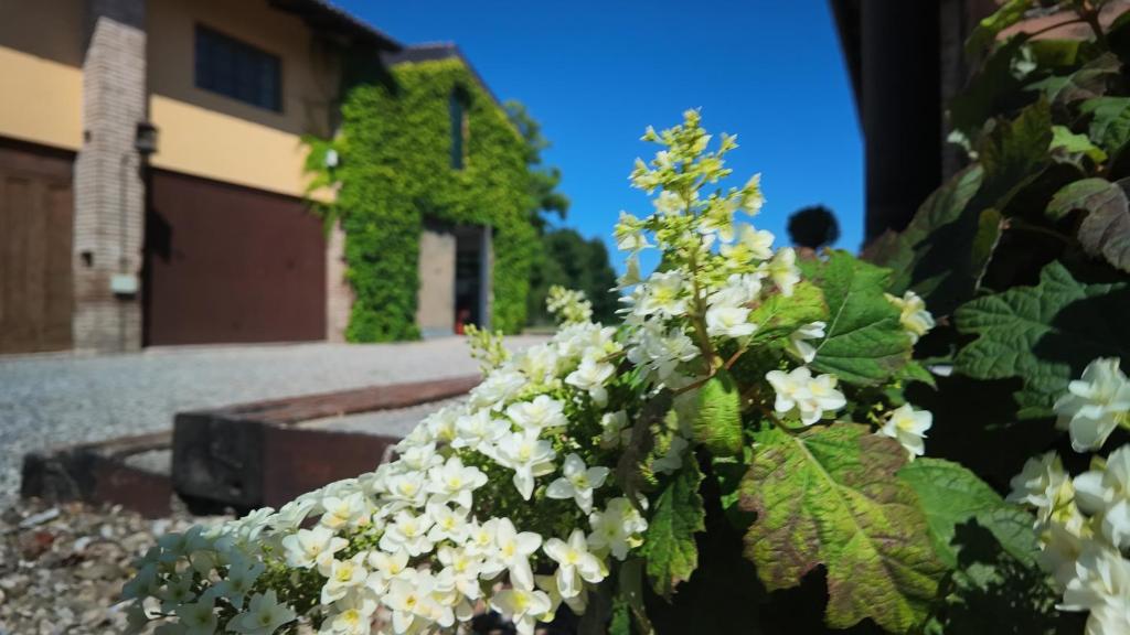 a bush with white flowers in front of a building at Casa Rifugio Parma in Basilicanova