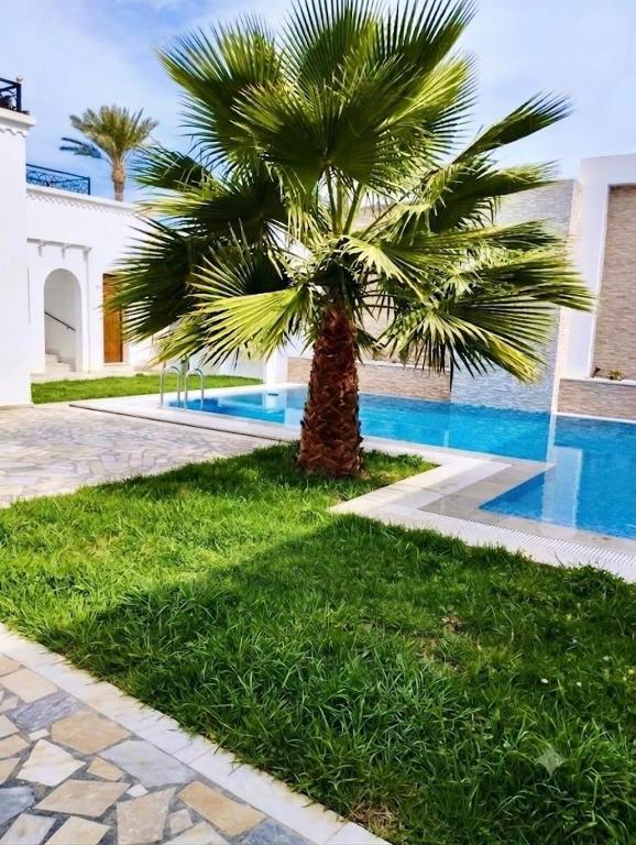 a palm tree in front of a swimming pool at La casa blanca in Houmt Souk