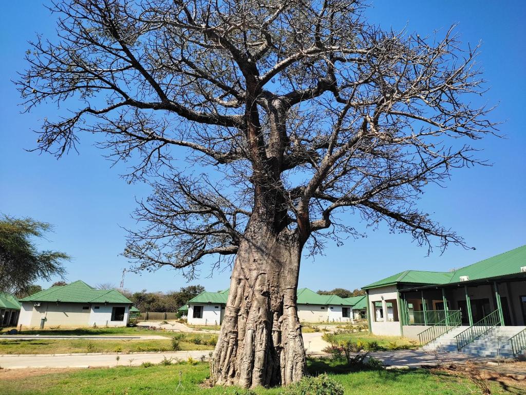 a large tree in front of a building at GreenLand Hotel in Kasane