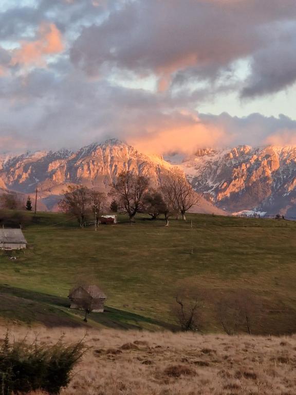 a field with trees and a mountain in the background at Casuta Letitiei in Şirnea