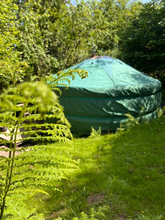 a green iguanauanauanauanauanauanauanauanauanauanauanauanauana at Oakdean Cottage Yurt in Blakeney