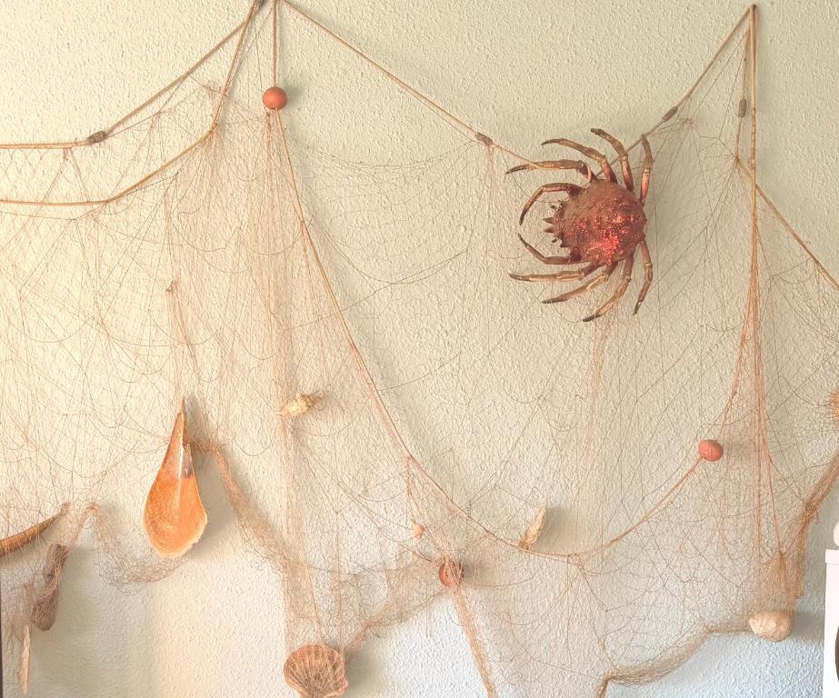 a spider on a spiderweb hanging on a wall at casa del pescatore in San-Nicolao