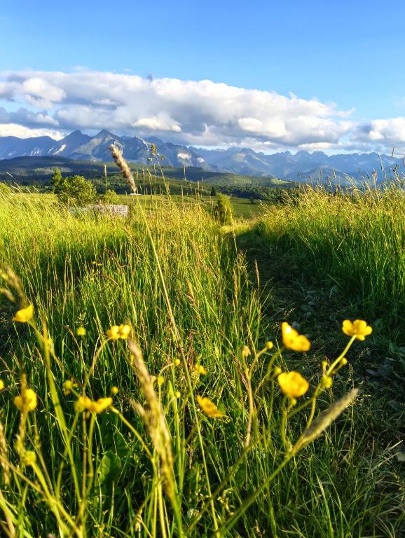a field of grass with yellow flowers in the foreground at Widlakówka in Rzepiska