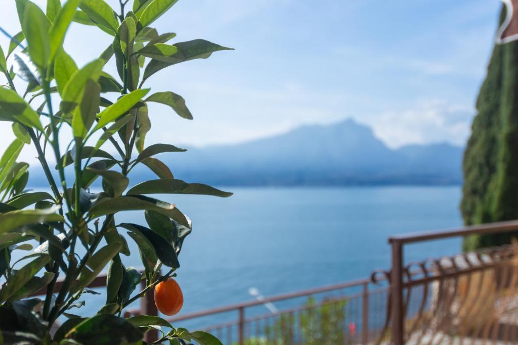 an orange tree with a view of the water at Garda Dolce Vita in Torri del Benaco