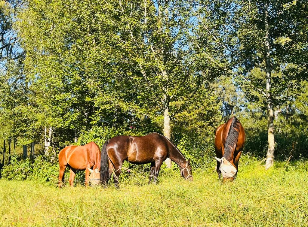 two horses grazing in a field of tall grass at The Orchard in Hilton
