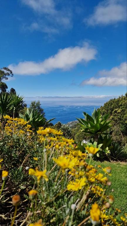 a field of yellow flowers with the ocean in the background at Arambha ecovillage farmstay in Tábua