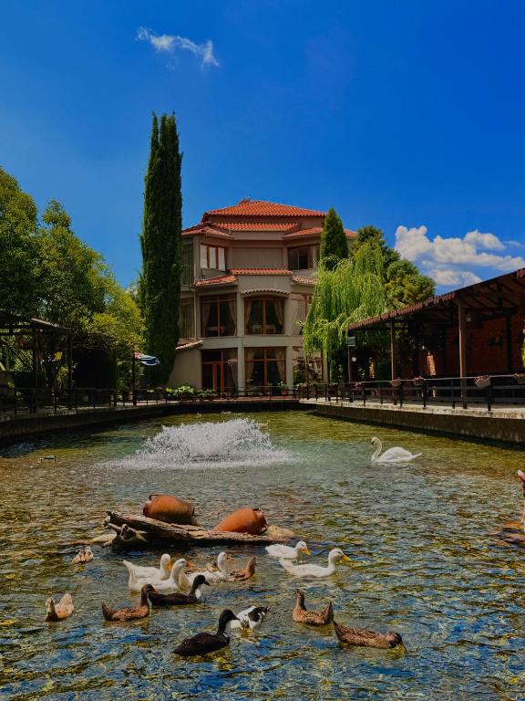 a group of ducks in the water in a pond at Rritja e Koranit in Pogradec