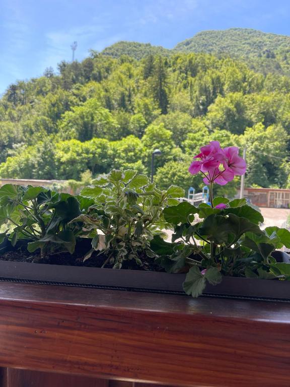 a flower on a window sill with a view of a mountain at LI DA BIS Affittacamere in Avasinis