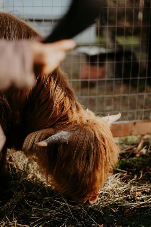 a brown chicken laying on the ground in a cage at Domaine Taïga - Parc animalier en forêt in Sainte-Agathe-des-Monts