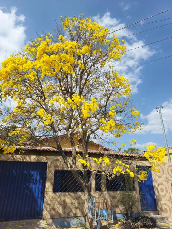 a yellow tree in front of a building at Casa da Nair in Sao Jorge