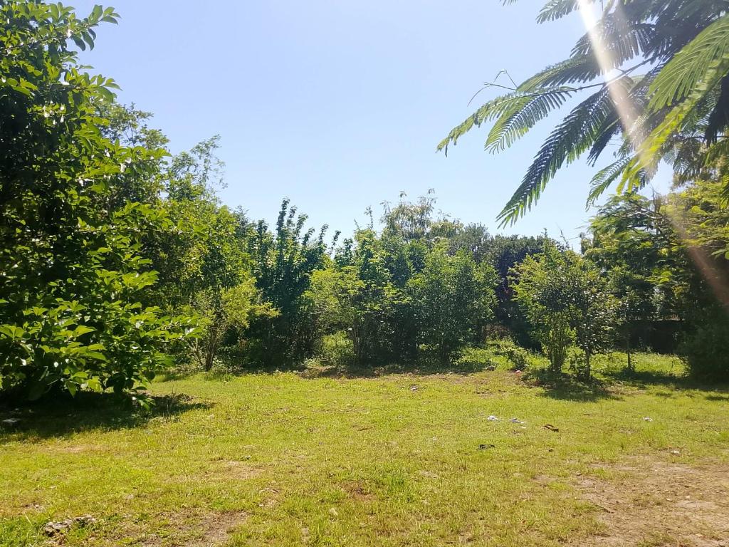 a grassy field with trees and a palm tree at Nungwi Sannnka House in Nungwi