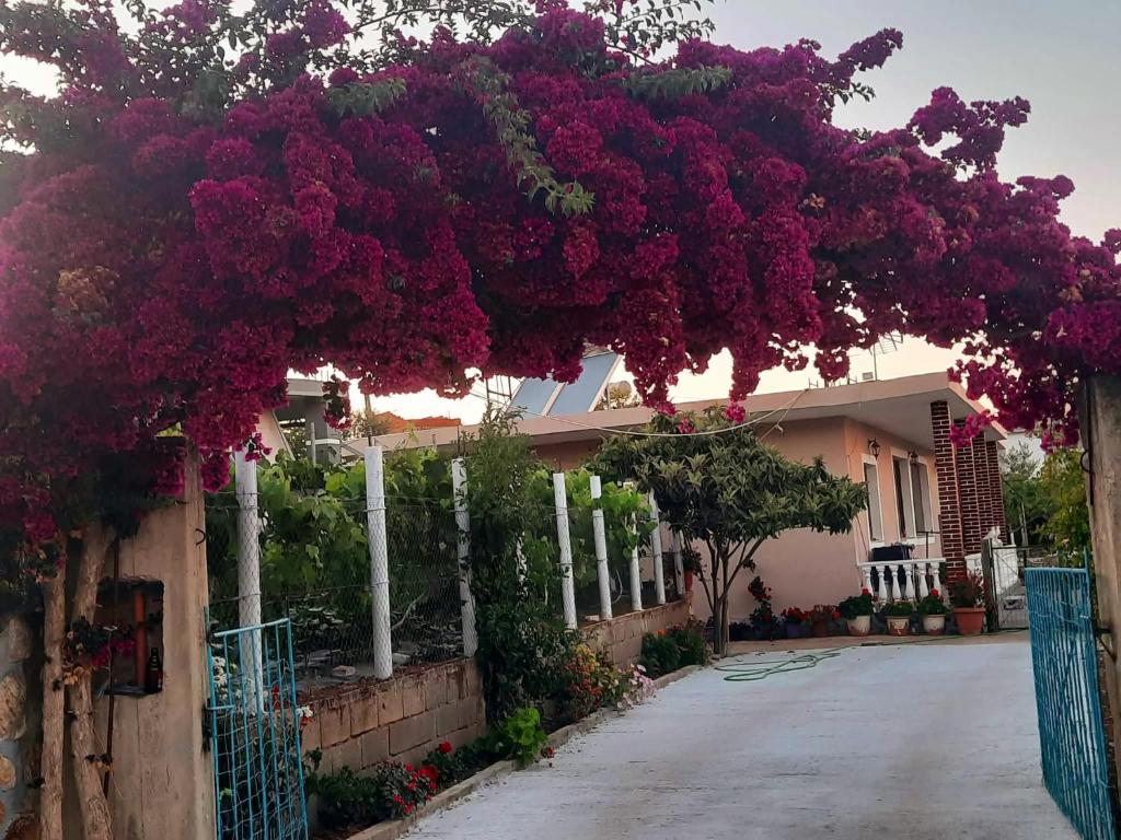 a bunch of purple flowers hanging over a house at Guest House Luani in Ksamil