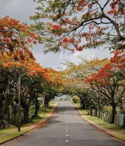 a tree lined road with autumn trees on either side at Red Palm Hotel in Suva