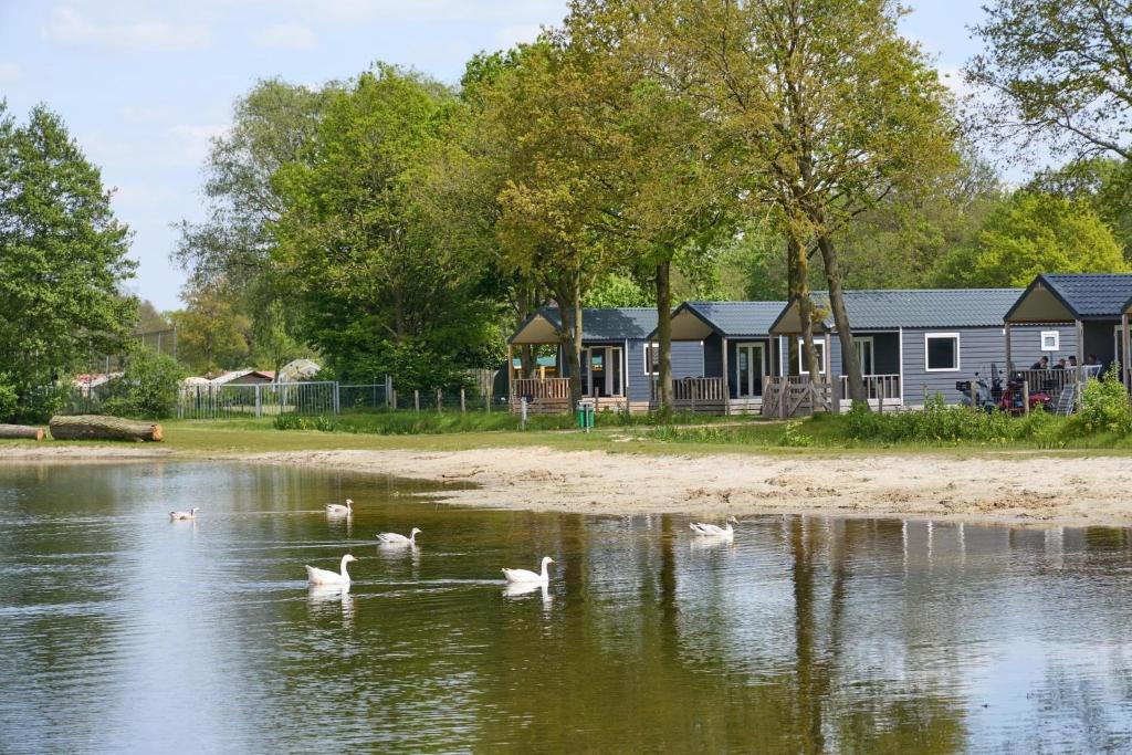 a group of swans in the water in front of a house at Camping ’t Veld in Rheeze