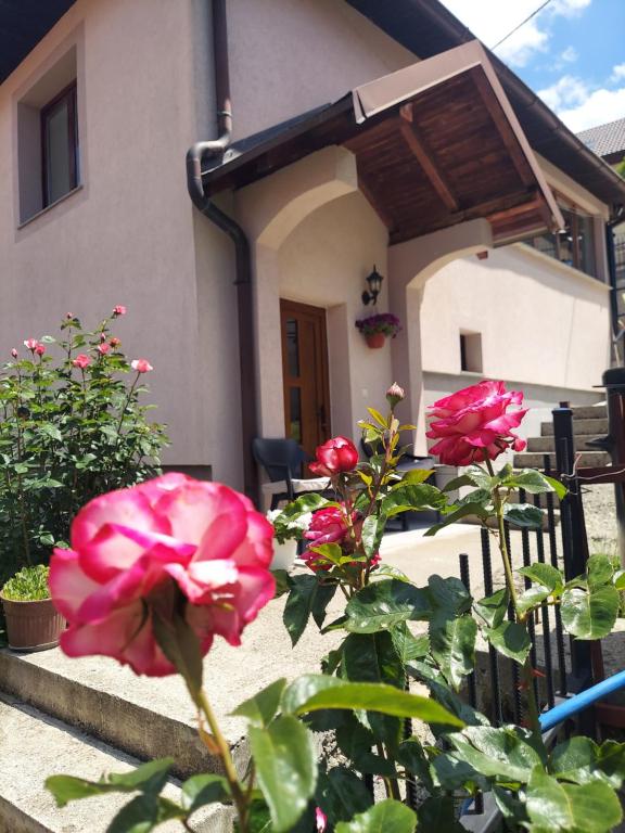 a pink rose in front of a house at Downtown Apartment in Plav