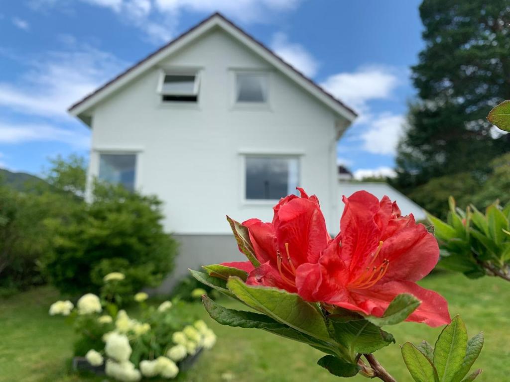 a red flower in front of a white house at Lyngtun in Ørskog