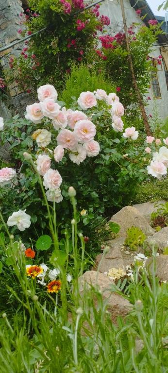 a bunch of pink flowers in a garden at BOHO House in Cholpon-Ata