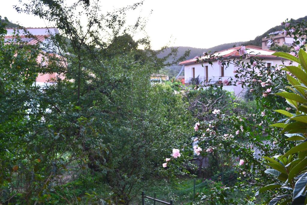 a group of trees in front of a building at Vicolo della Chiusa in Rosia