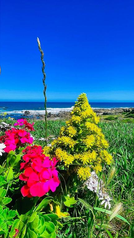 a group of flowers in the grass near the ocean at The whale in Guaquen