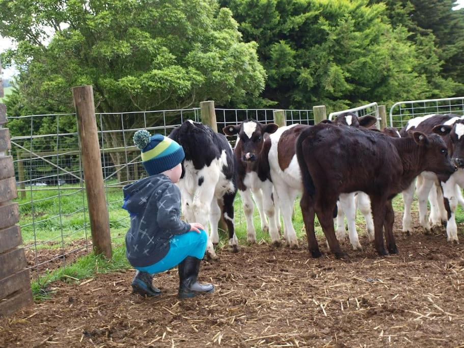 un niño pequeño parado frente a una manada de vacas en Manderley Park Farmstay B&B en Buln Buln