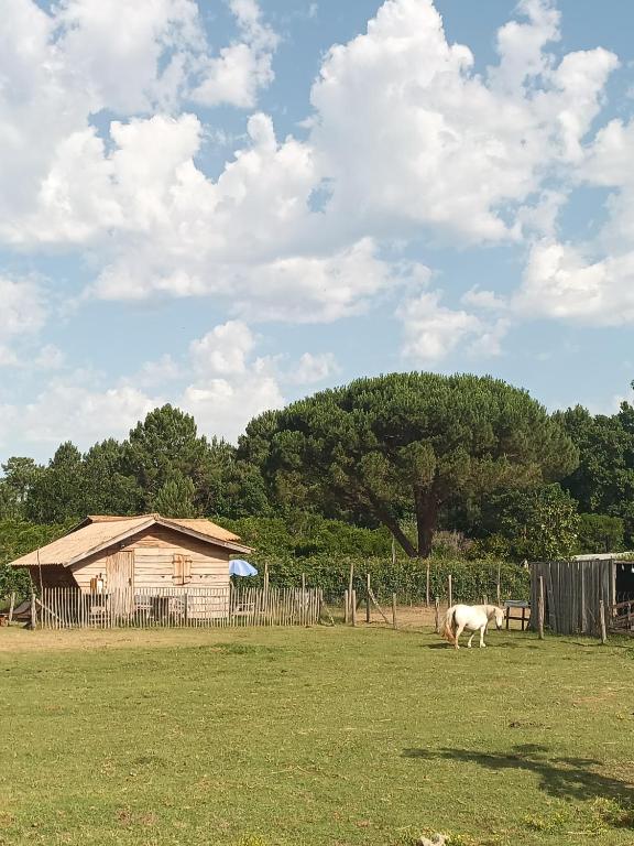 a white horse walking in a field with a house at Gîte - La Ferme à la Plage in Le Porge
