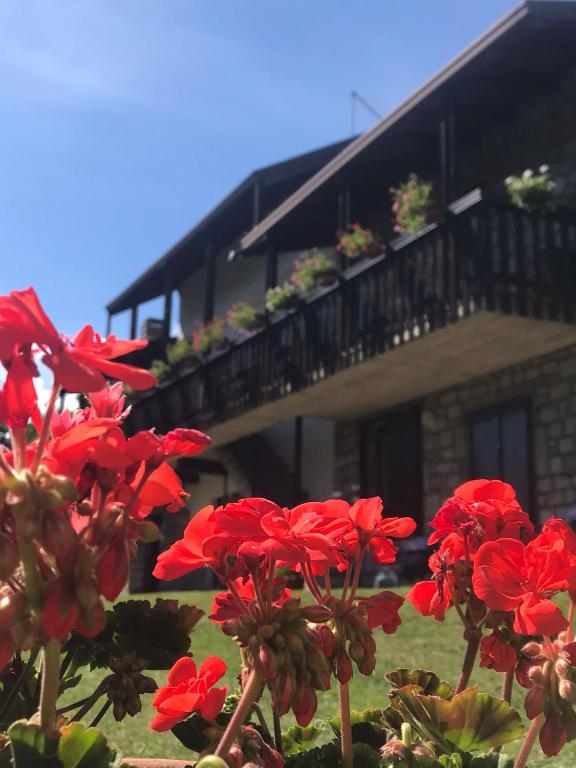 a group of red flowers in front of a building at Eco Mountain Green House in Bienno