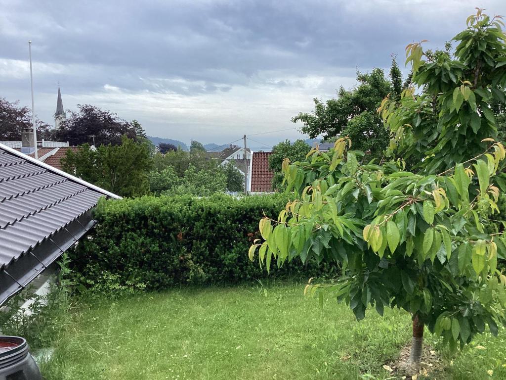 a view of a yard with a tree at Fagertun in Lillesand