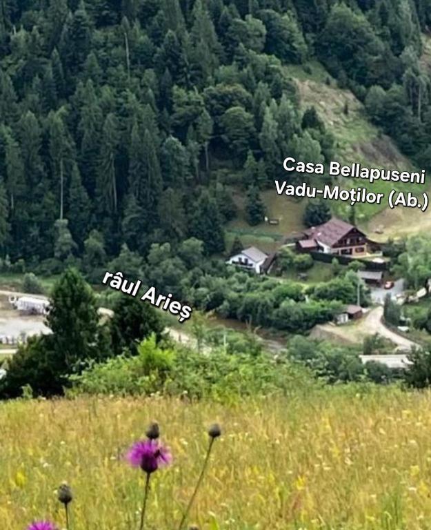 a field of flowers in the grass with a mountain at Casa Bella in Vadu Moţilor