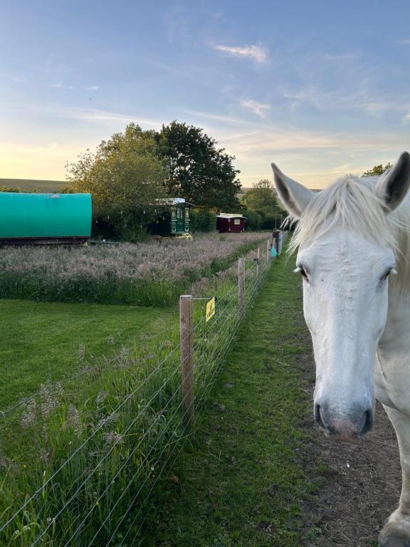 a white horse standing next to a fence at Vardo gypsy wagon in Berwick Saint John