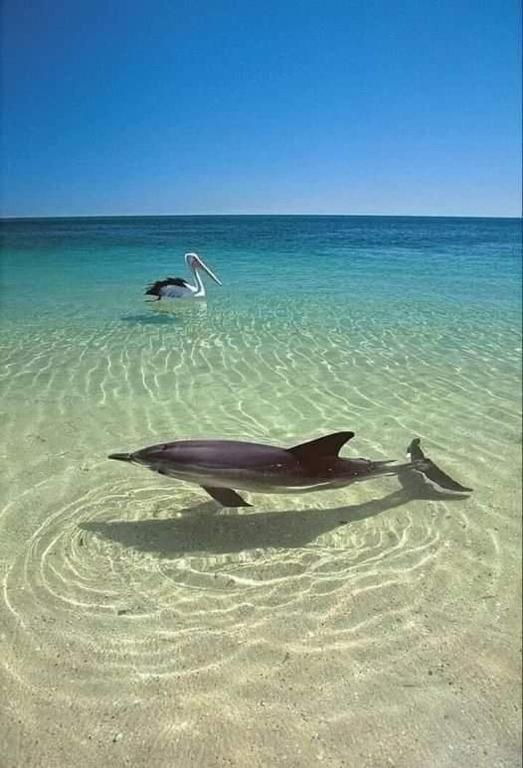 a bird and a dolphin in the water at Sweet Beach Bungalow in Tamarin