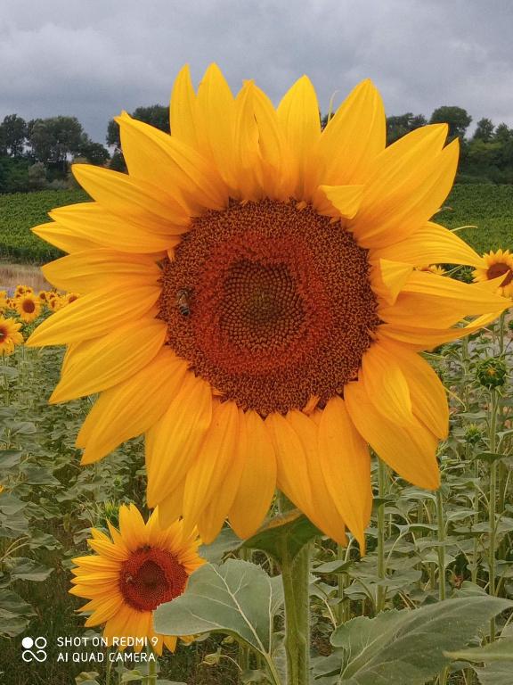a large yellow sunflower in a field of sunflowers at Appartamento Panoramico in Montepulciano