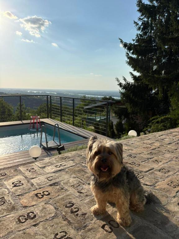 a small dog sitting on a patio next to a pool at Vila Teja in Ledinci