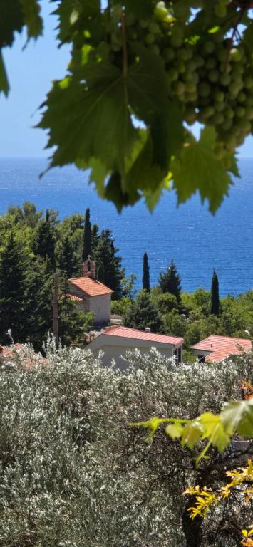 a bunch of green grapes hanging from a tree at Apartman Alba in Petrovac na Moru