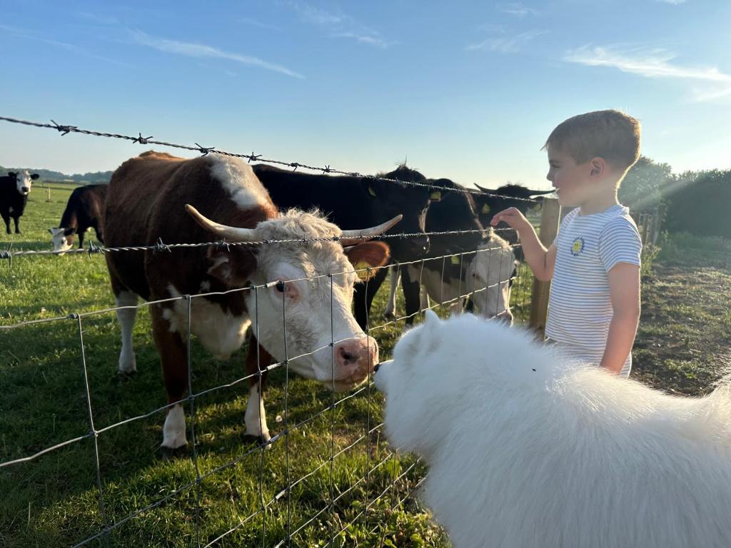 a young boy looking at a cow and a dog behind a fence at Eastfield Cottage free parking and EV charger in Leven