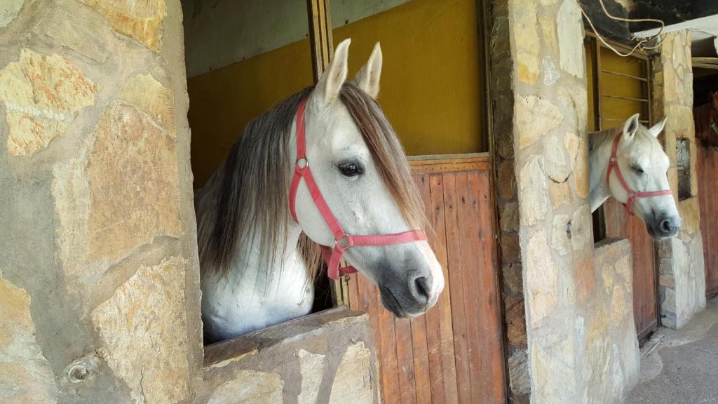 Kép Oranj Ranch Hotel szállásáról Kemerben a galériában