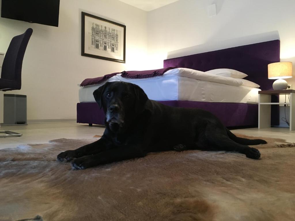 um cão preto deitado no chão ao lado de uma cama em Studio Hofer em Bad Zell