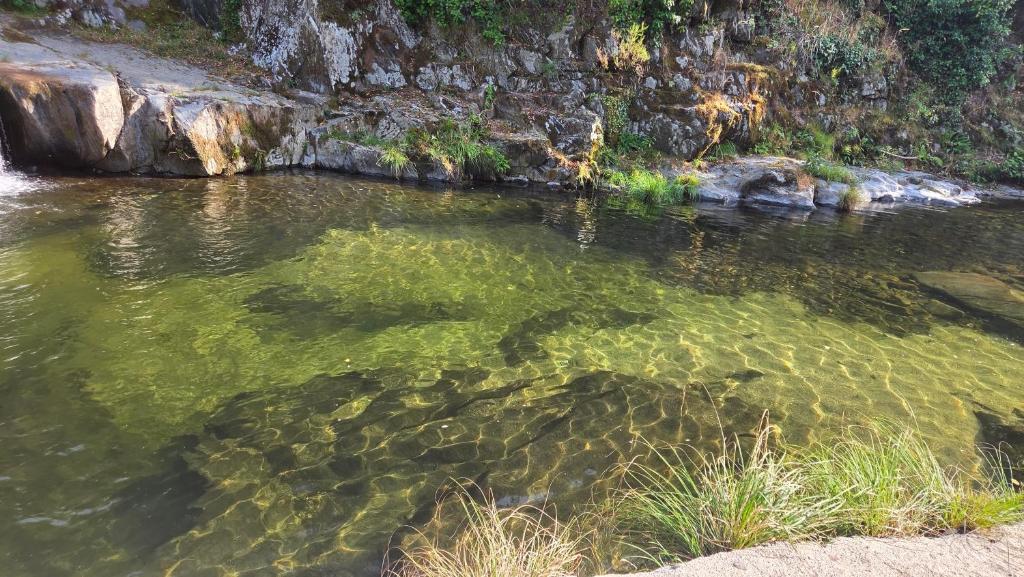 a body of water with rocks and algae in it at Casa do Amieiro, Cantinho do Céu in Casal do Rei