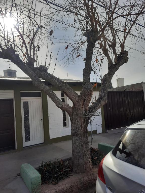 a tree in a yard next to a car at Linda estadia 2 in San Juan