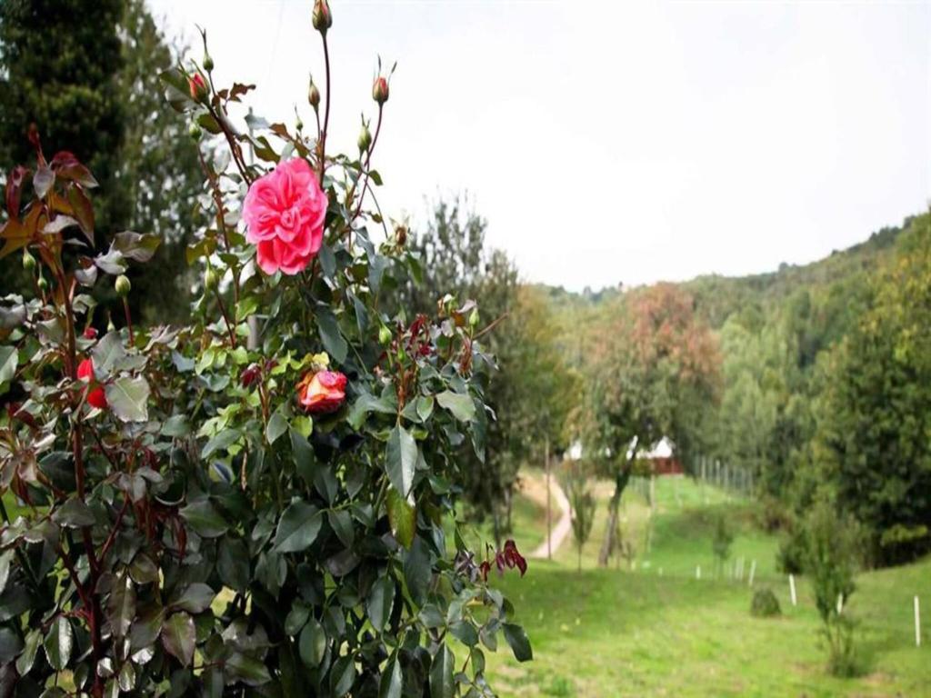 a pink flower on a bush in a field at Nature Escape with Pool & Garden Views in Karlovac