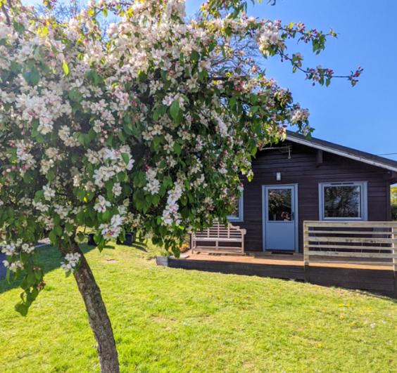 a tree with pink flowers in front of a building at Avallon Lodges in Launceston