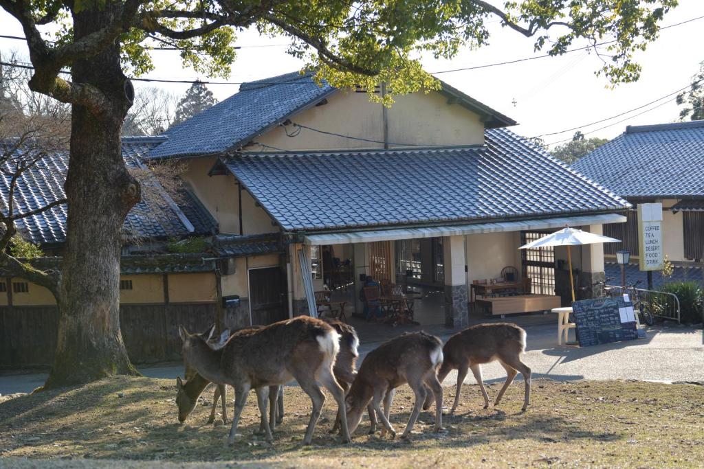 three deer standing in front of a house at The Deer Park Inn in Nara