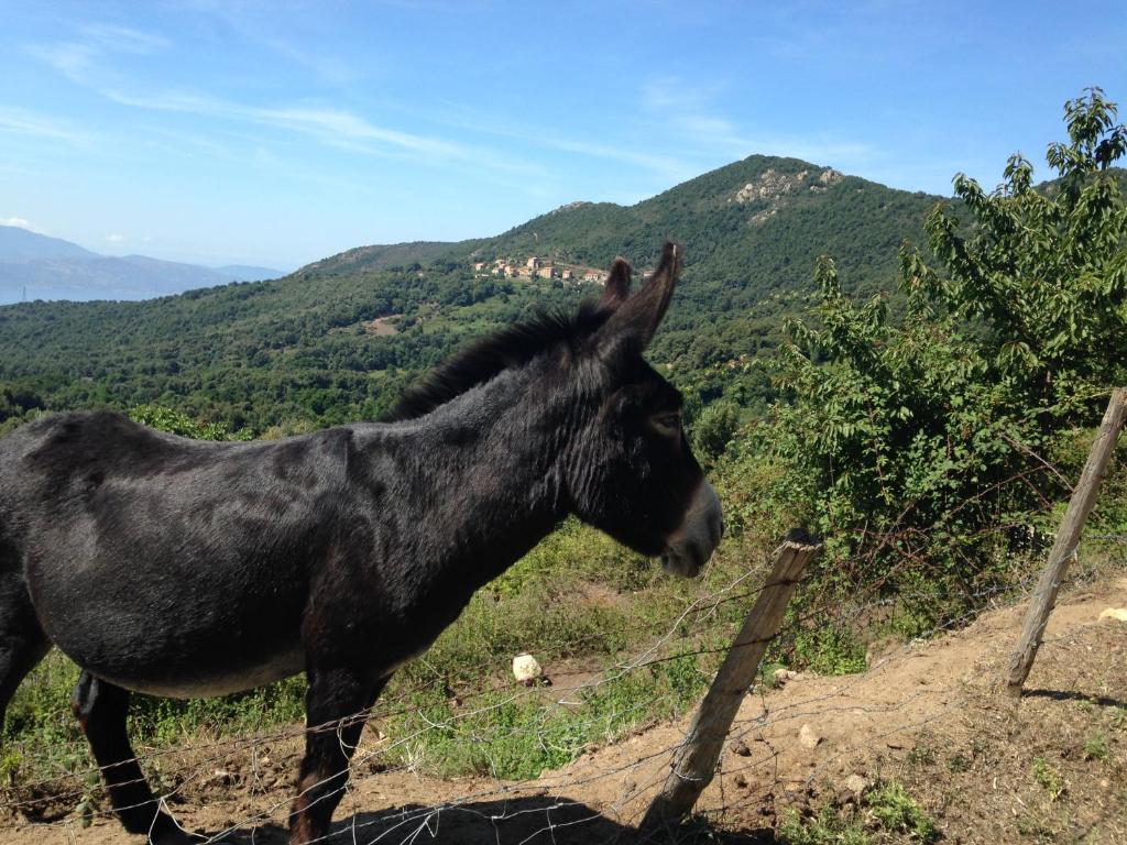 un caballo negro de pie junto a una valla en Panoramic Seaview studio Tiuccia, en Casaglione