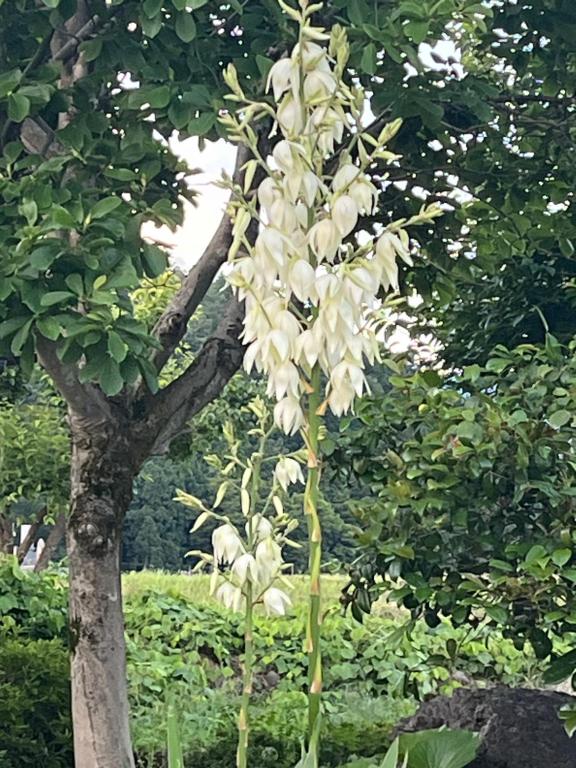 a bunch of white flowers on a tree at 悠の宿 in Katsuyama