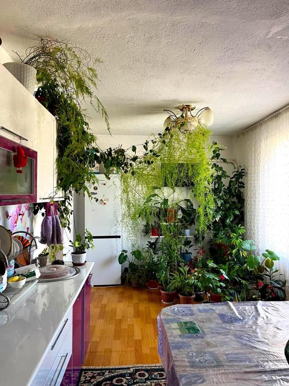 a kitchen with a bunch of plants on the wall at Begimay Inn in Toguz-Bulak