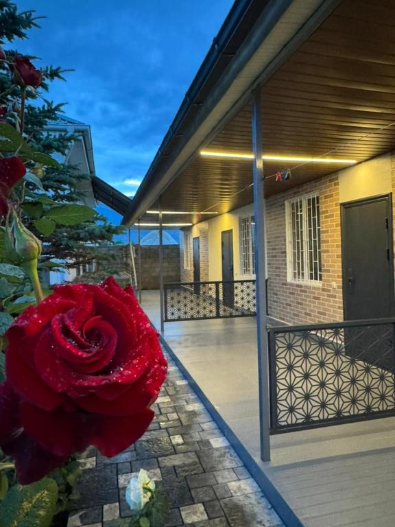 a red rose in a vase in front of a building at Guest house BIKA in Chon-Sary-Oy
